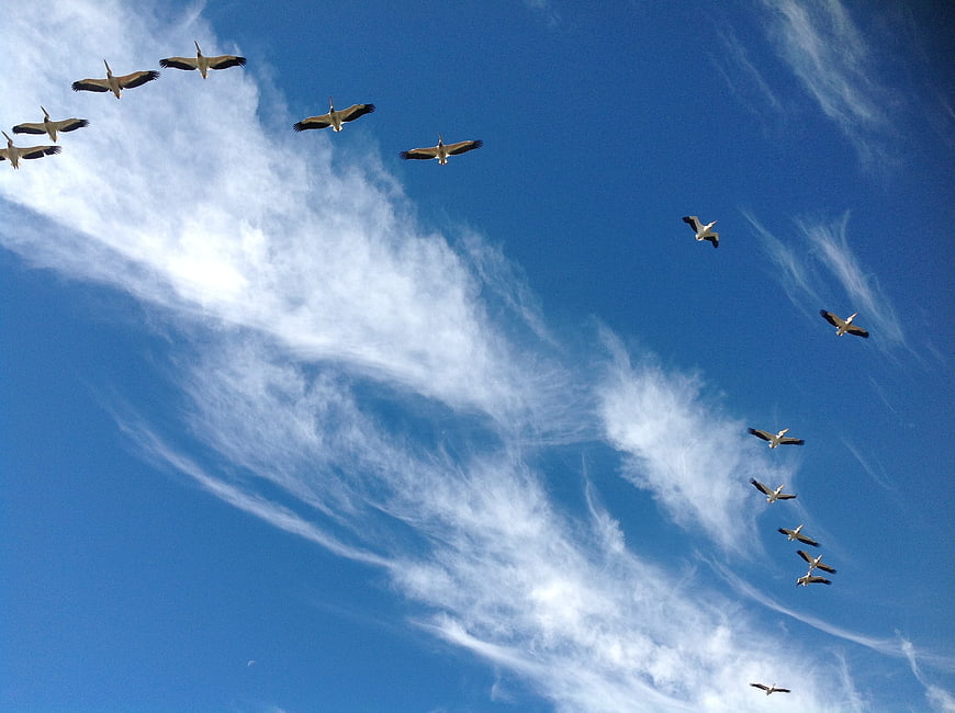 Flock of pelicans flying in blue sky with clouds