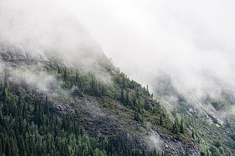 Misty Mountain Slope with Pine Forest and Fog