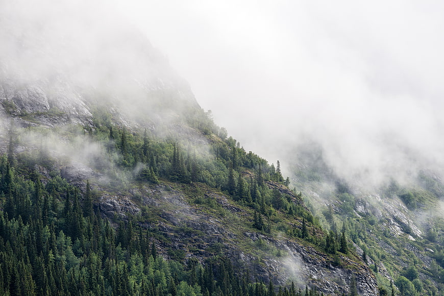 Misty Mountain Slope with Pine Forest and Fog