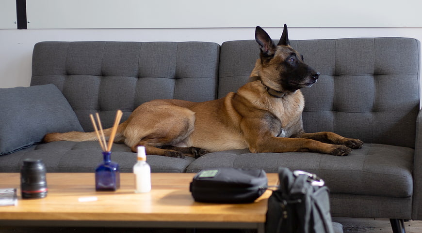Belgian Malinois Dog Resting on Gray Sofa in Living Room