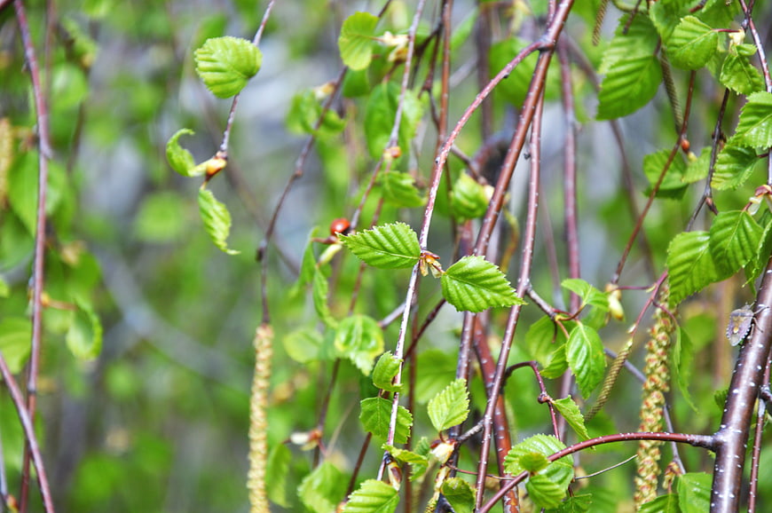 Fresh green birch leaves and catkins on branches in spring