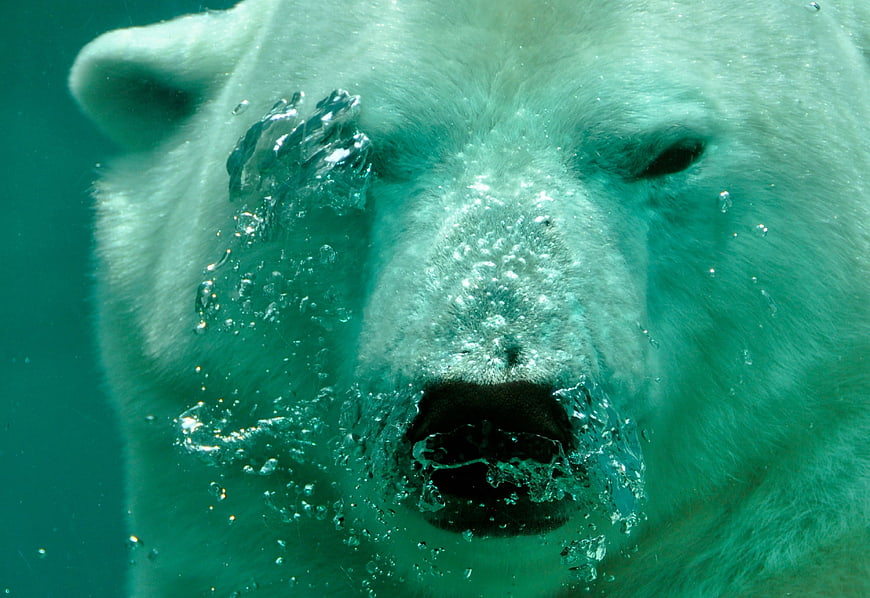 Underwater Close-Up of Polar Bear Face with Bubbles
