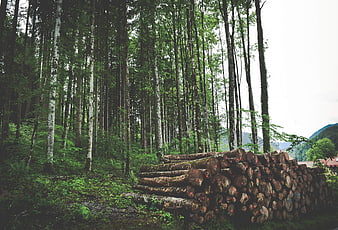 Stack of cut timber logs in a dense green forest