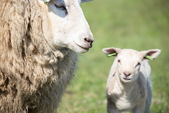Mother sheep and lamb in green pasture