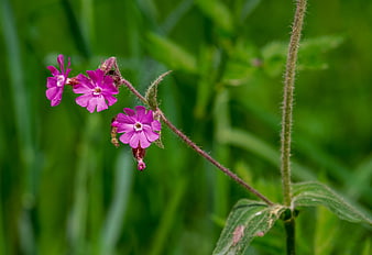 Close-up of Pink Red Campion Wildflowers in Green Grass
