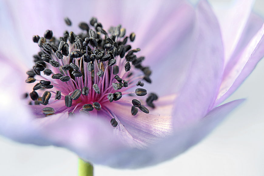 Macro Close-Up of Purple Anemone Flower Center