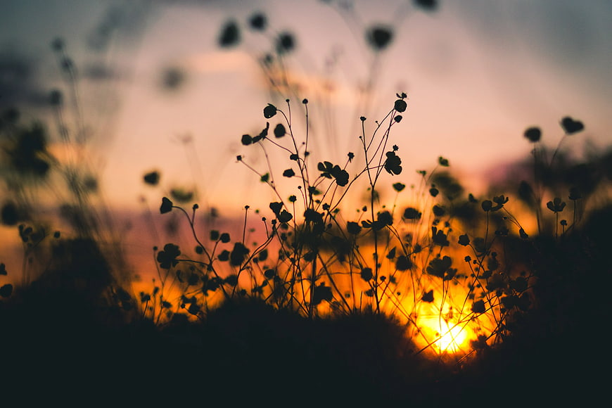Silhouette of wildflowers against a vibrant sunset background