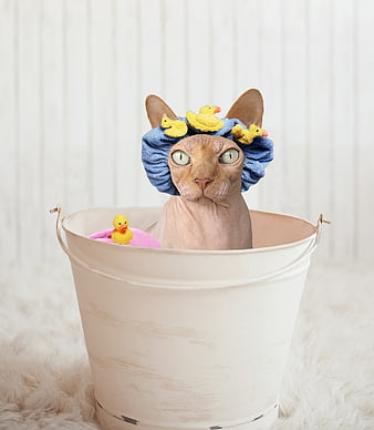 Funny Sphynx Cat in Bucket with Shower Cap and Rubber Duck