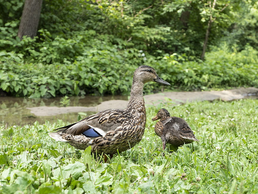 Mallard Ducks Resting in Green Grass by Pond