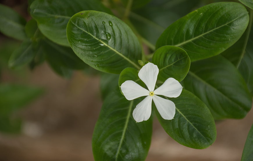Close-up of white gardenia flower with green leaves