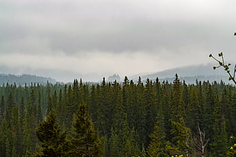 Misty Pine Forest Landscape with Distant Mountain View
