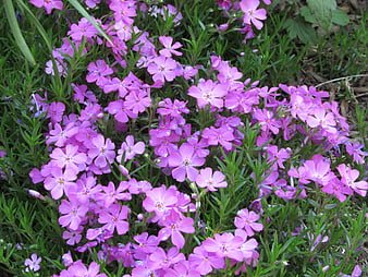 Vibrant Pink Moss Phlox Flowers in Green Garden Bed