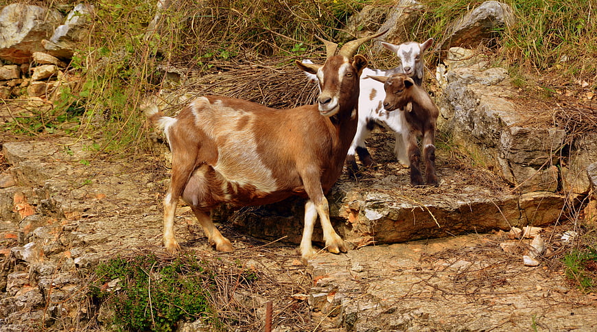 Mother Goat and Two Kids on Rocky Mountain Terrain