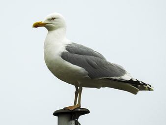 Herring Gull Perched on Metal Post Against White Sky