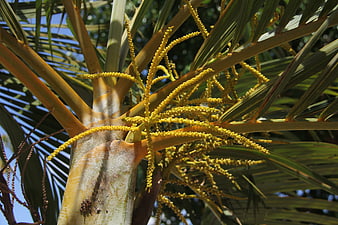 Close-up of Golden Palm Tree Flowers and Fronds