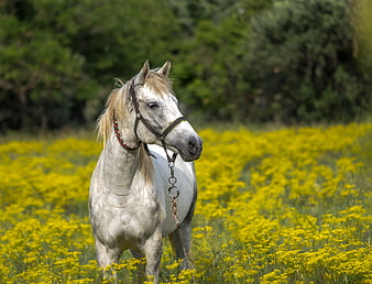 White Pony in Yellow Wildflower Meadow