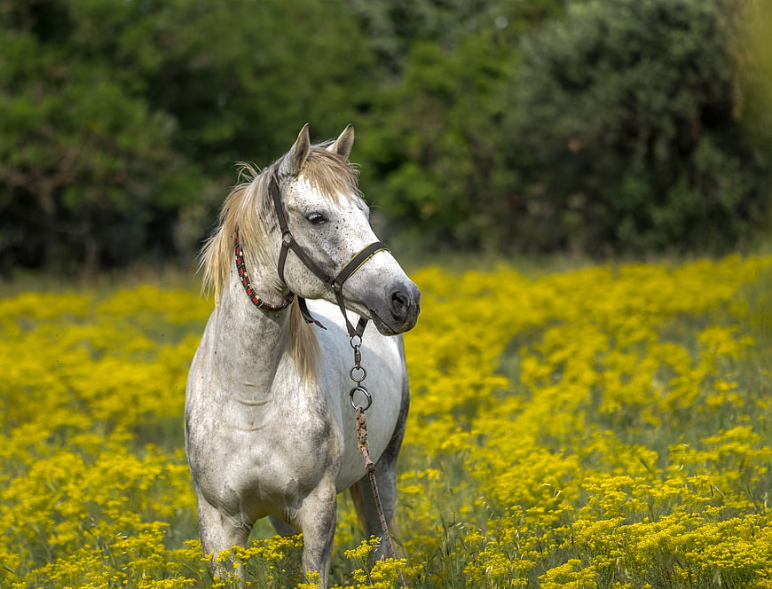 White Pony in Yellow Wildflower Meadow