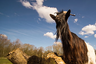 Black and White Goat Standing on Log Under Blue Sky