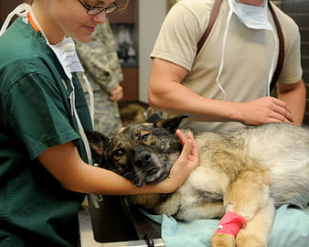 Veterinarian comforting injured dog with bandaged paw in clinic