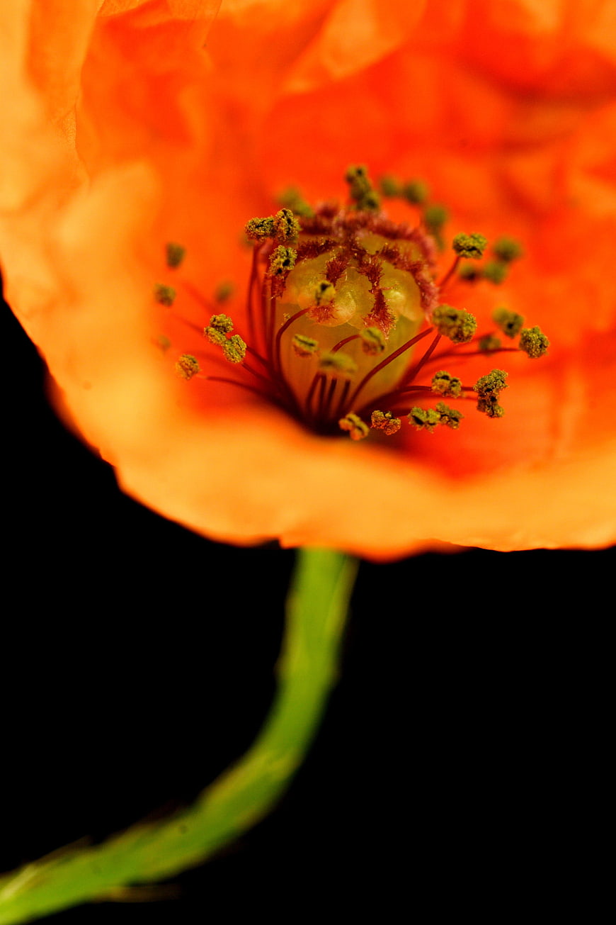 Close-up of vibrant orange poppy flower against black background