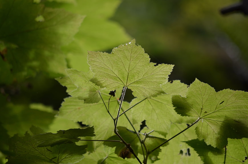 Close-up of vibrant green maple leaves in sunlight