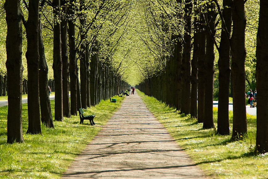 Tree-lined Park Path With Benches And Distant Pedestrians