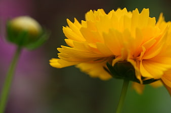 Close-up of a vibrant yellow flower with blurred background