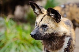 Close-up portrait of African wild dog in natural habitat