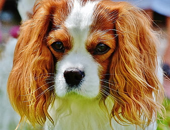 Close-up portrait of a tan and white Cavalier King Charles Spaniel