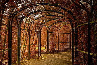 Autumn Hornbeam Hedge Tunnel In Park