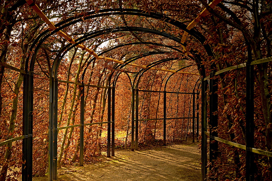 Autumn Hornbeam Hedge Tunnel In Park