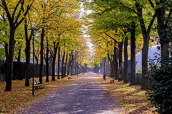 Autumn park pathway with yellow foliage and fallen leaves
