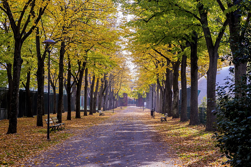Autumn park pathway with yellow foliage and fallen leaves