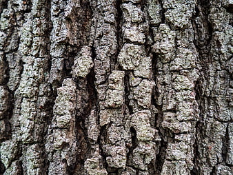 Close-up texture of rough tree bark with natural patterns