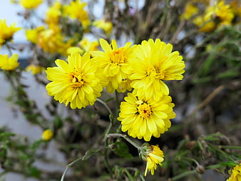 Close-up of bright yellow chrysanthemum flowers in autumn