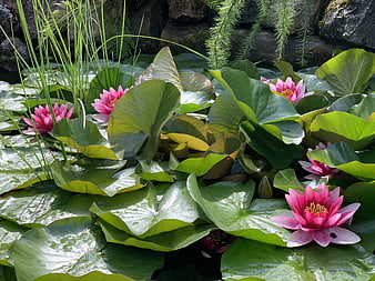 Pink Water Lilies Blooming on Green Lily Pads in Pond
