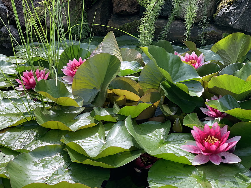 Pink Water Lilies Blooming on Green Lily Pads in Pond