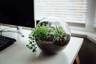 Glass Terrarium with Succulents on White Office Desk