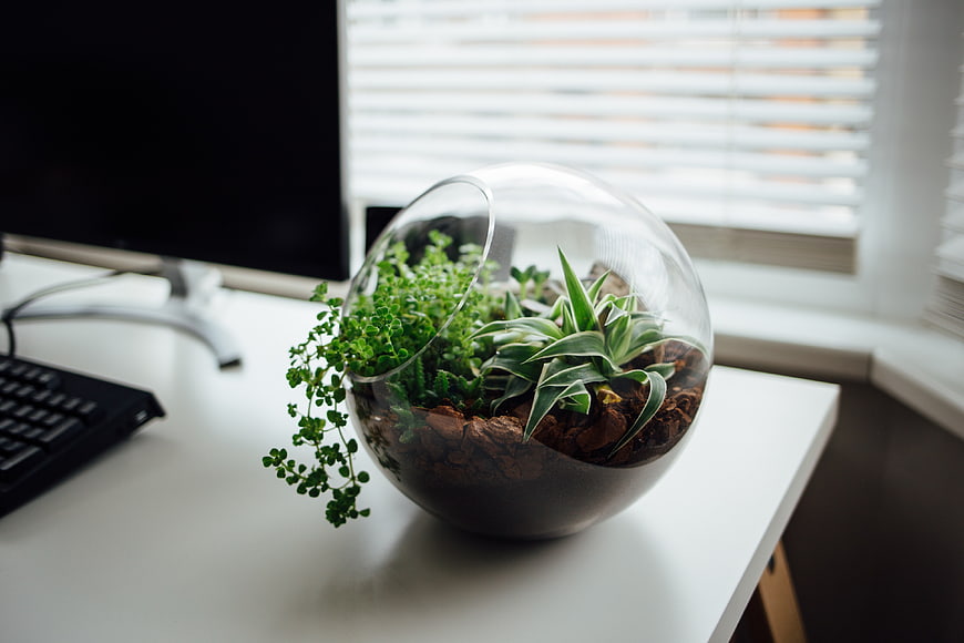 Glass Terrarium with Succulents on White Office Desk