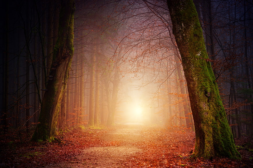 Mystical Autumn Forest Path with Golden Sunlight and Fog