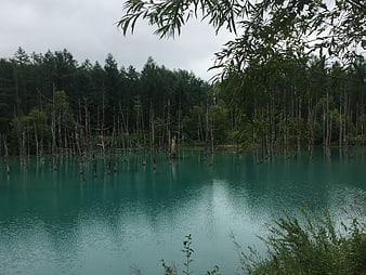 Turquoise lake with dead trees and forest background