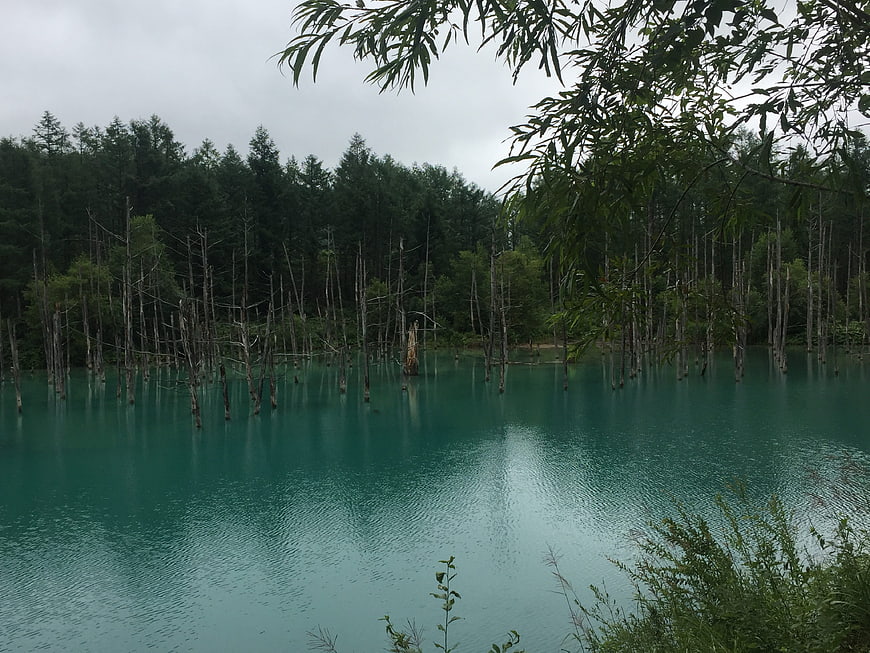 Turquoise lake with dead trees and forest background