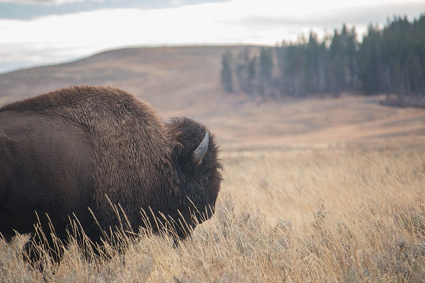 Wild Bison Grazing in Golden Grassland