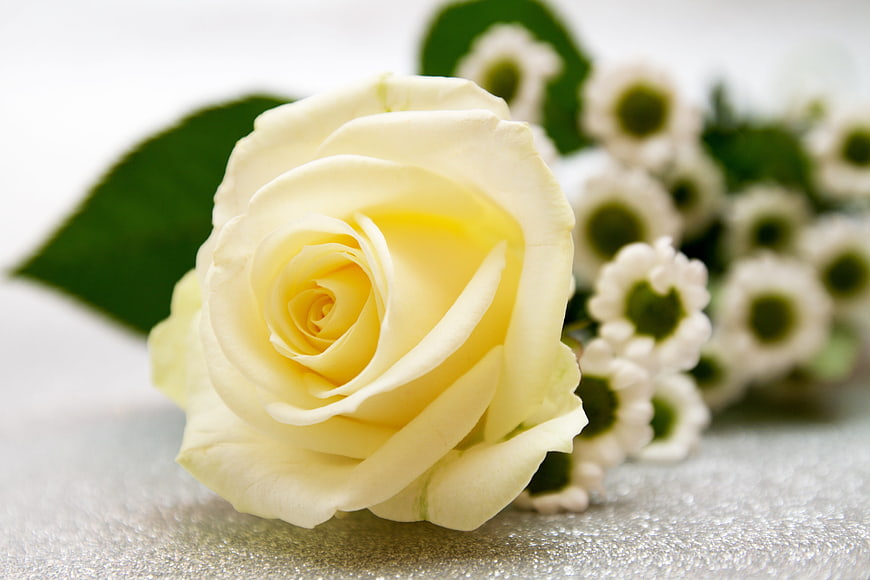 Close-up of a white rose with baby's breath on a silver background