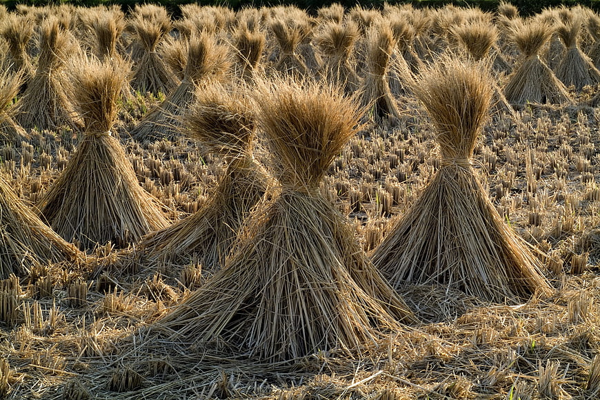 Traditional rice sheaves drying in a harvested field