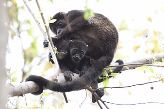 Spider Monkey Mother and Baby Resting on Tree Branch