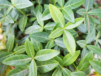 Close-up of vibrant green glossy leaves with detailed veins
