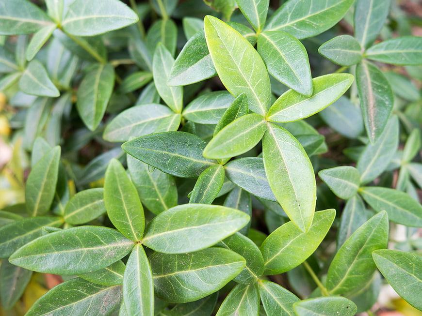 Close-up of vibrant green glossy leaves with detailed veins