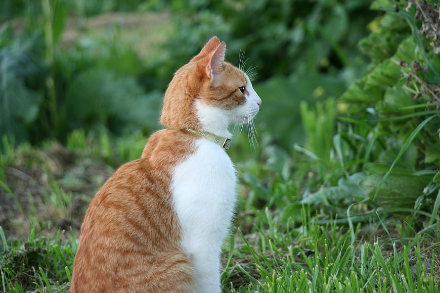 Orange and White Cat Sitting in Green Garden Grass