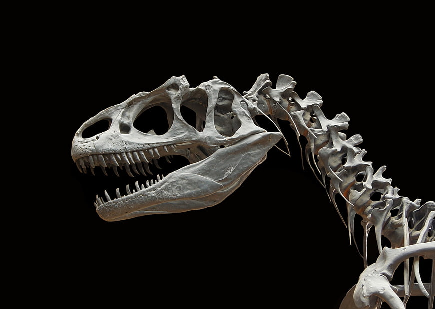 Allosaurus Dinosaur Skull Skeleton on Black Background